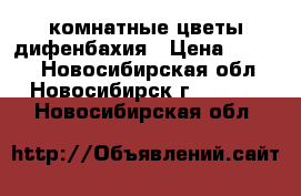 комнатные цветы дифенбахия › Цена ­ 2 500 - Новосибирская обл., Новосибирск г.  »    . Новосибирская обл.